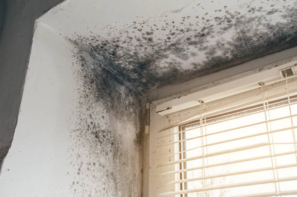 Affordable Bathroom Mold Removal solutions in Church Hill, PA